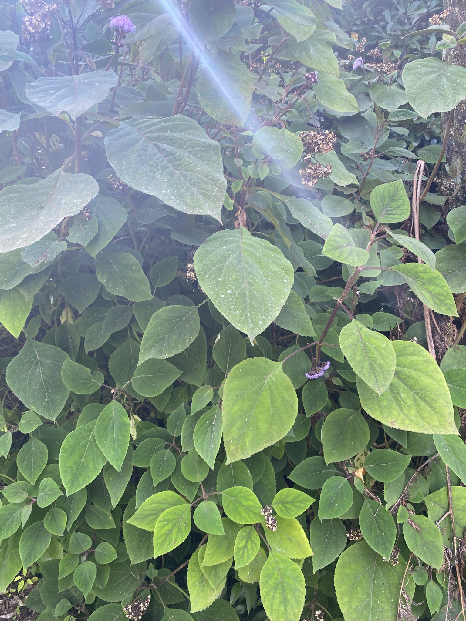 Imagem de Veludo-roxo