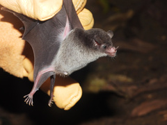 Leach's Single-Leaf Bat photo 2