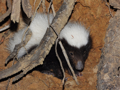 American Hog-nosed Skunk, photo 5 of 10