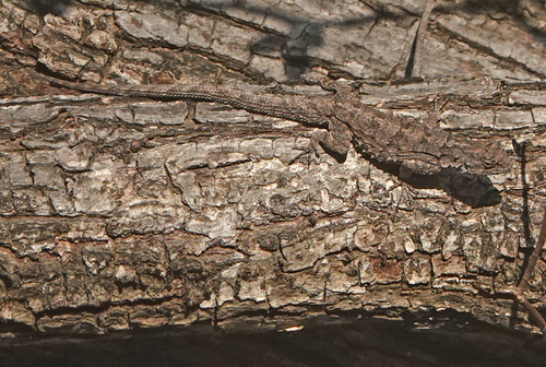 Tropical tree lizard