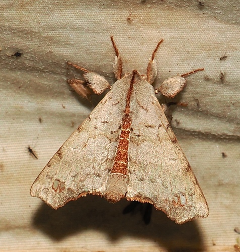 Olceclostera quilombola