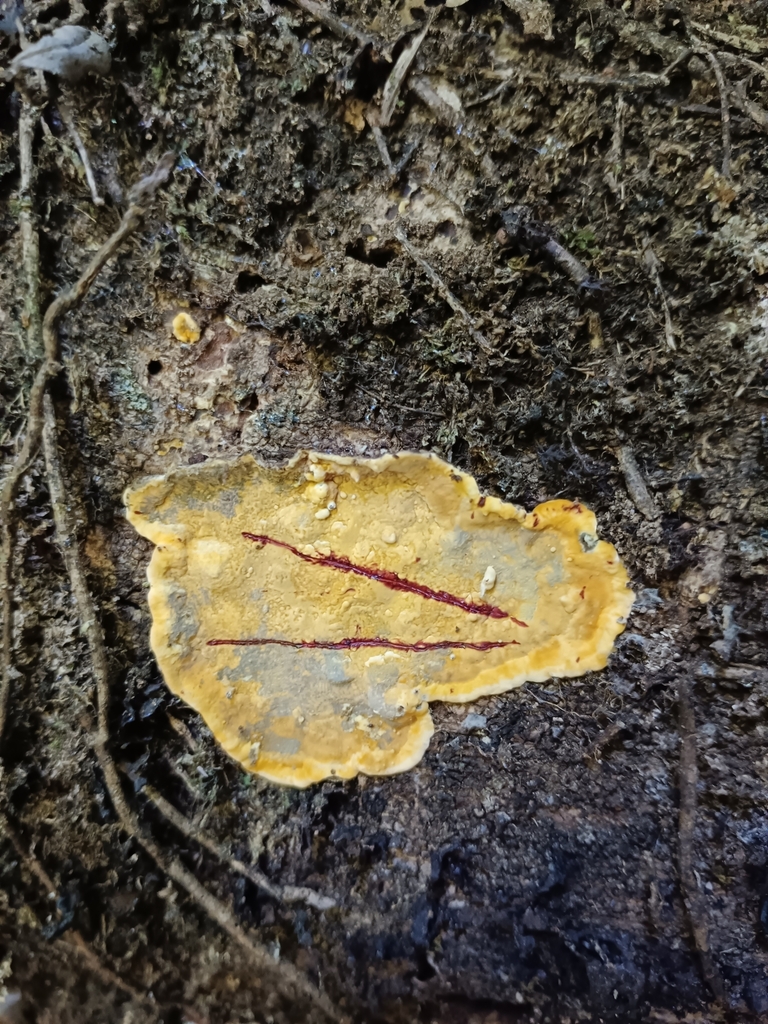 Stereum greslebiniae