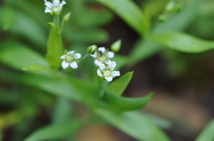 Moehringia macrophylla