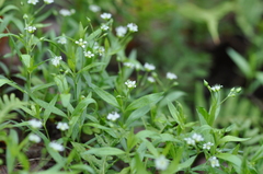 Moehringia macrophylla