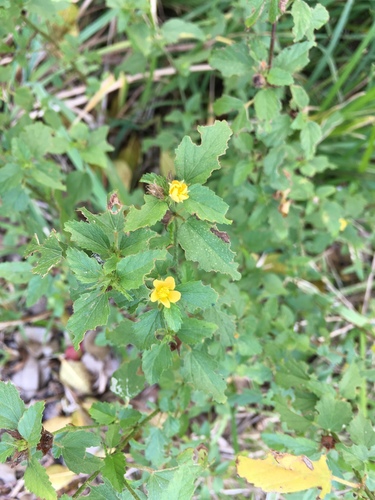 Malvastrum corchorifolium