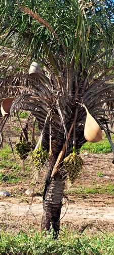 ouricury palm