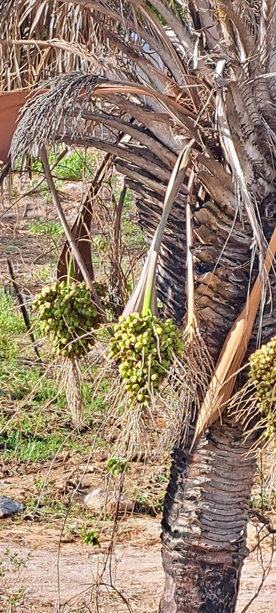 Imagem de Licuri ou Ouricuri