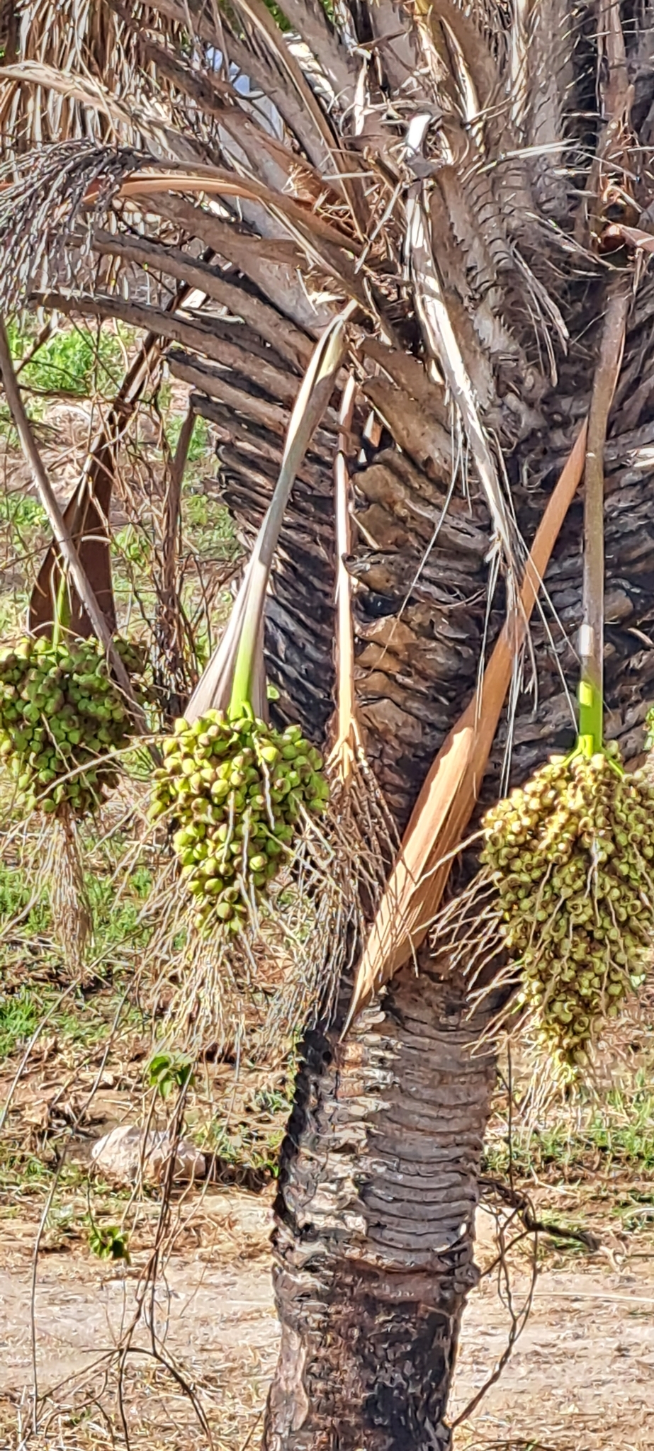 Imagem de Licuri ou Ouricuri