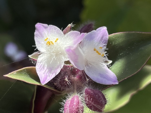 Foto de Lambari roxo