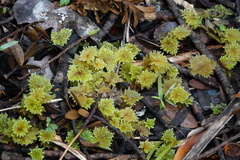 Hypnodendraceae