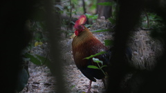 Gallus lafayettii