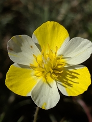 Hesperomecon linearis