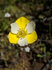 Hesperomecon linearis