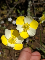 Hesperomecon linearis