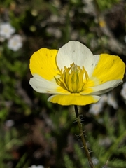 Hesperomecon linearis