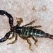 Spinysting Scorpions - Photo (c) Scott Cox, some rights reserved (CC BY-NC-ND)