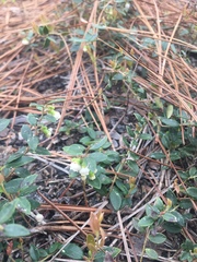 Vaccinium crassifolium