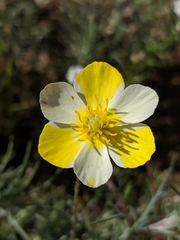 Hesperomecon linearis
