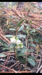 Vaccinium crassifolium