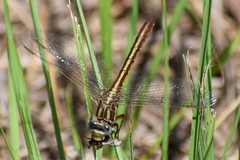 Phanogomphus minutus