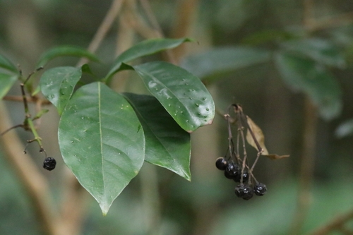 Image of Pavetta hongkongensis by no rights reserved
