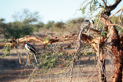 Tockus erythrorhynchus