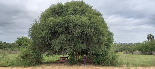 Foto de Cabeludinha