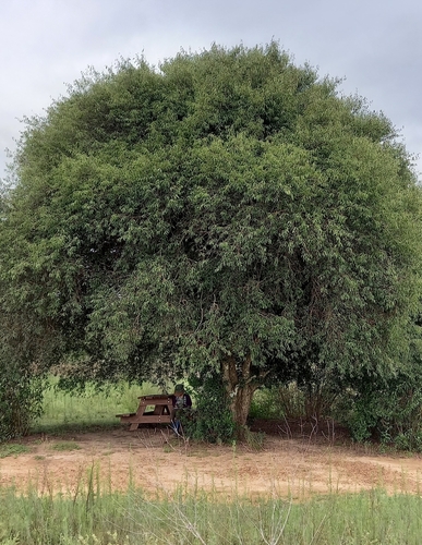 Foto de Cabeludinha