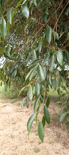 Foto de Cabeludinha