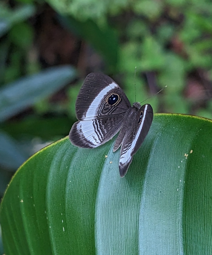 Mesosemia thymetus