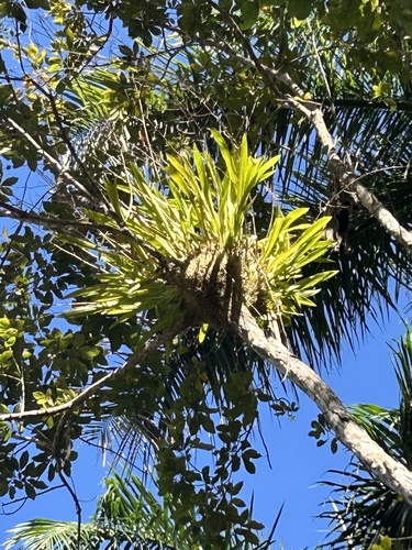 Foto de Pingo d'ouro
