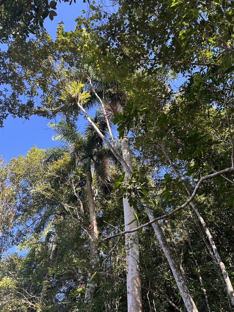 Foto de Pingo d'ouro