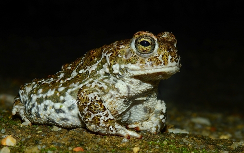 Natterjack Toad