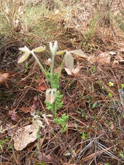Toxicodendron pubescens