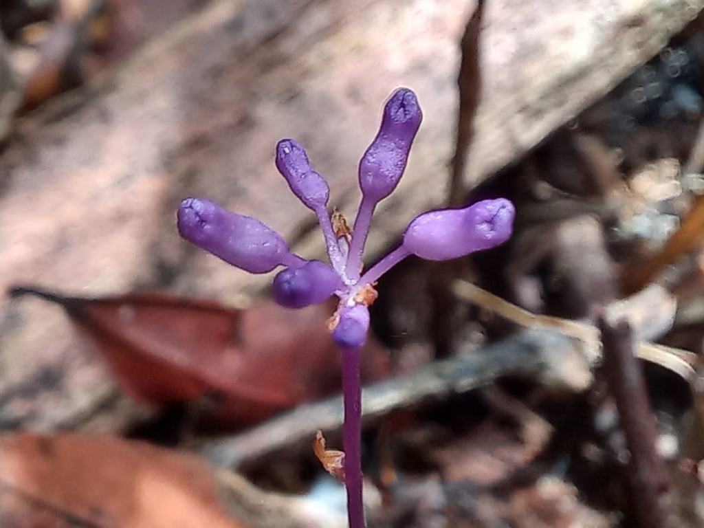 Miersiella umbellata