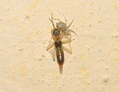 Diplatyidae