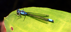 Zoniagrion exclamationis