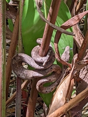 Pacific Ground Boa photo 2