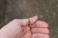 Semiotus ligneus image