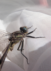 Phanogomphus descriptus