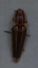 Semiotus ligneus image