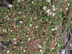 Pyxidanthera brevifolia