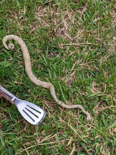 Pacific Boa