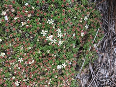 Pyxidanthera brevifolia