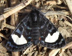 Psychomorpha epimenis