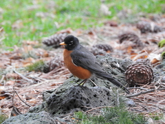 Turdus migratorius