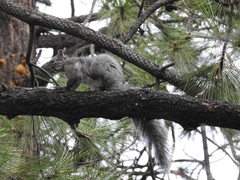 Sciurus griseus