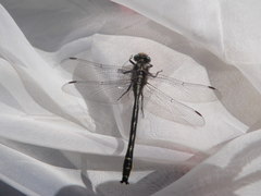 Phanogomphus descriptus