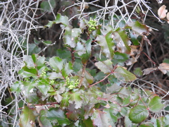Berberis aquifolium