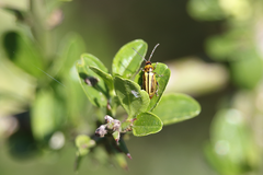 Grammicopterus flavescens